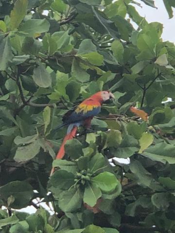 Casa Toucan Mit Privat Pool Near Np Ballena Holiday home